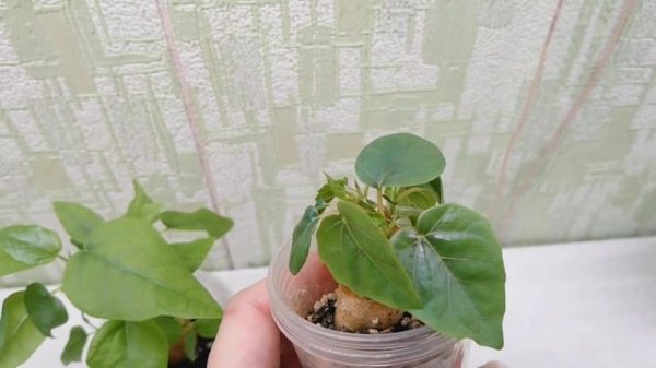 Ficus palmeri и Ficus petiolaris из семян. Продажа.