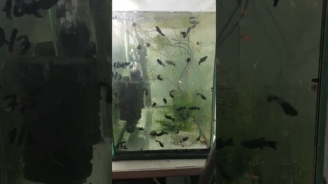 Мальки моллинезии 3 недели смотреть онлайн