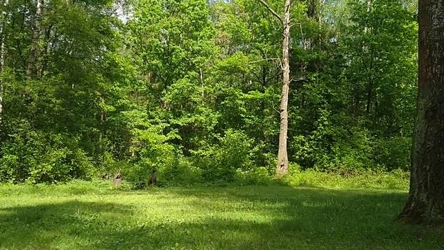 Лесная поляна/Forest glade 30.05.2021 смотреть онлайн