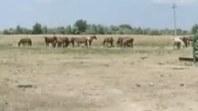 Поездка к верблюдам в Астрахань смотреть онлайн