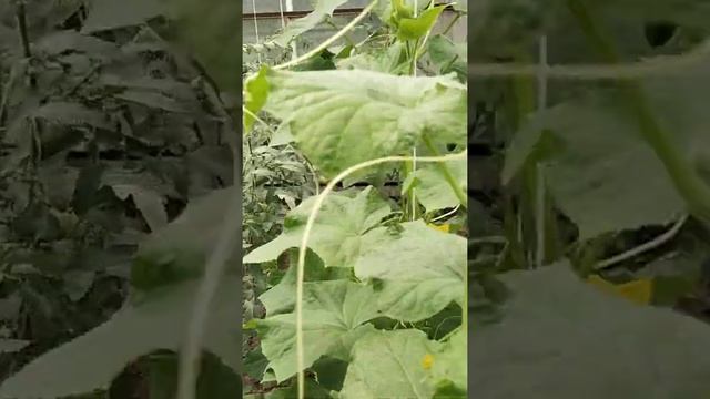 Теплица/Помидоры пошли/Кто ест огурцы? смотреть онлайн