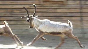 Северный олень бегает по вольеру 10.05.2023