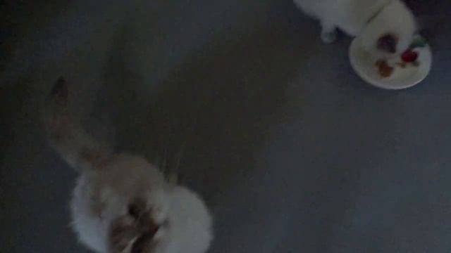 Покрасила гнезда для молодок🐔 Начинаю собирать перо🦢 Пеку🥟 Варю 🧃Собираю🍏 В доме дел полно🏡 смотреть онлайн