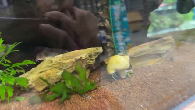 COMPRAMOS O MATERIAL ESCOLAR DO NOSSO CACHORRO!! Mickey смотреть онлайн