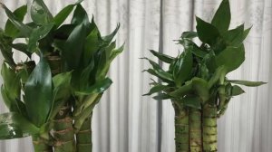 Lotus Bamboo #Lotus Bamboo #Lucky Plant