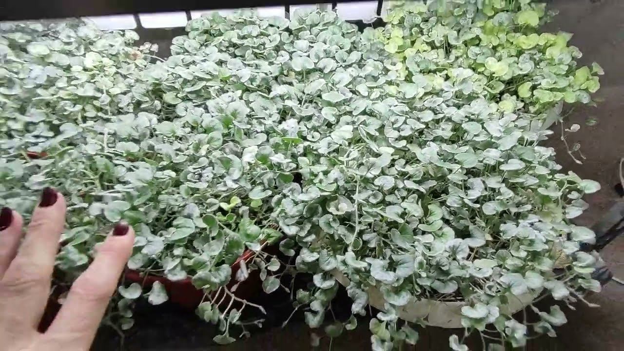 Обязательно сделайте так с Дихондрой зимой. Как сохранить и размножить Дихондру. смотреть онлайн