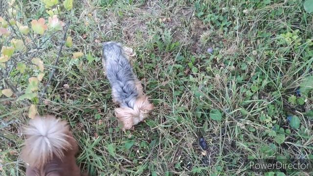 На даче с собаками. смотреть онлайн