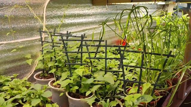 Новинки для огорода и дачи#сибирь#дача#огород#рассада#поделкадлясада смотреть онлайн