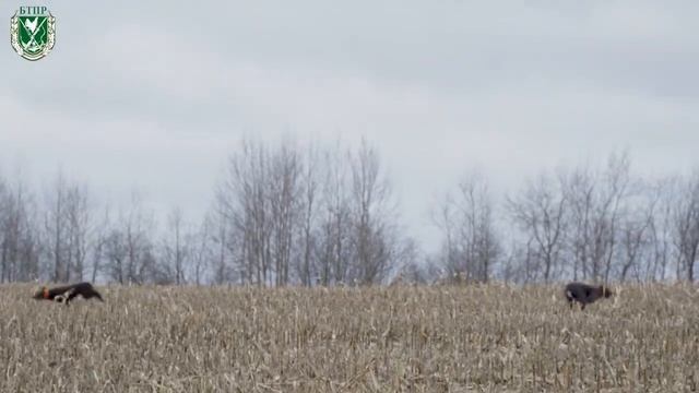 Охоты на пернатую дичь в Беларуси смотреть онлайн