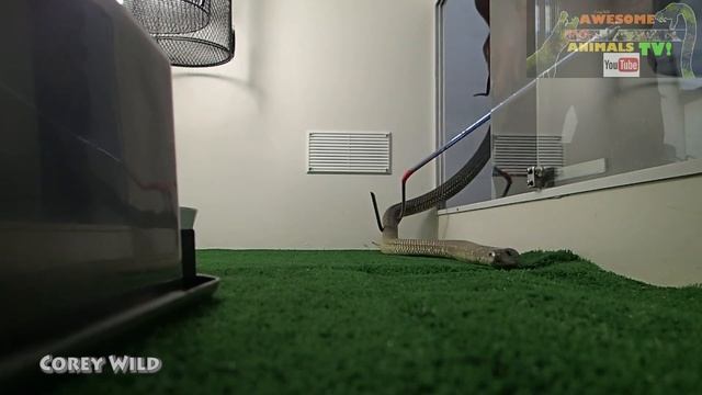 VENOMOUS Snakes AUSTRALIA  -  King Brown Snake - Mulga Snake - Pseudechis Australis