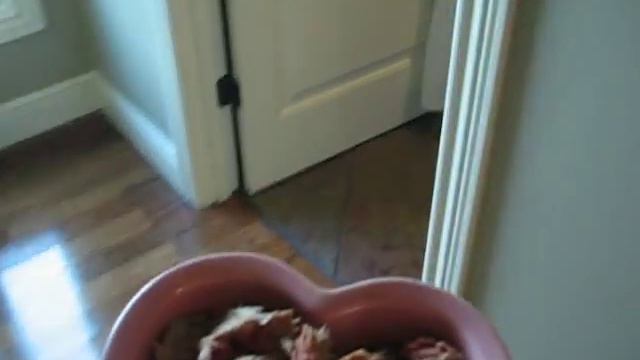 Hungry Fawn Doberman 4 months old смотреть онлайн