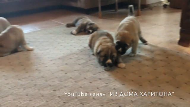 Щенки среднеазиатской овчарки. ИЗ ДОМА ХАРИТОНА. смотреть онлайн
