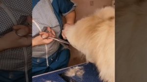 Видео-урок5 с комментарием бесплатно по стрижке задней части шпица, попки и бёдер,