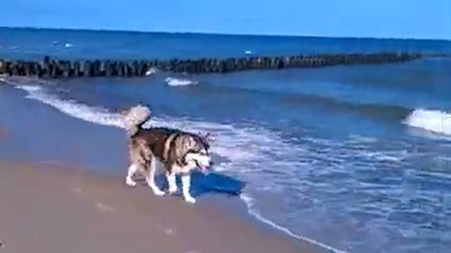 Кто хорошо работает на дрессировке — тот хорошо гуляет после нее смотреть онлайн