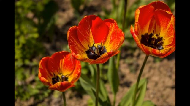 Pictures of flowers: tulips. Pentax K-r смотреть онлайн