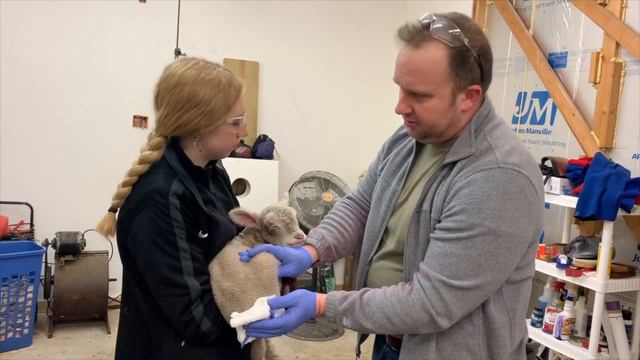 Emergency!! Lamb Infected Tail Surgical Removal and Treatment! Eye Infection Treatment! смотреть онлайн