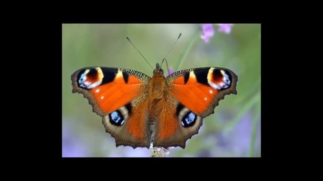 Бабочка смотреть онлайн