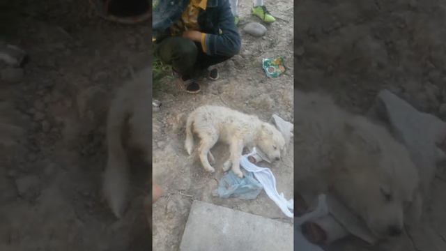 Бедная собачка смотреть онлайн
