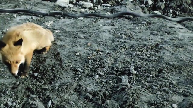 Искупить бы вину перед зверем. смотреть онлайн