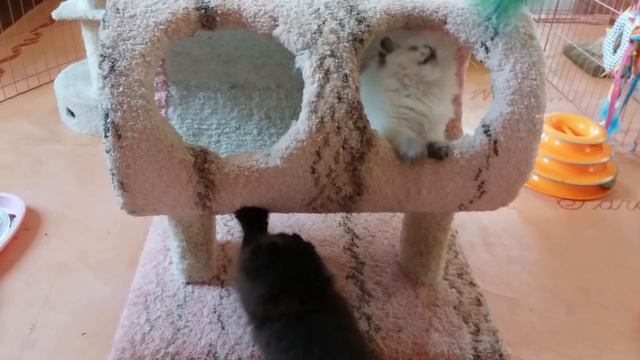 Those Silly Ellie 8 Week Old Persian And Himalayan Kittens - Victorian Gardens Cattery