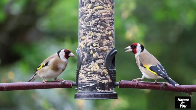 Animal Planet 4K - Amazing World Of Animal Kingdom | Scenic Relaxation Film