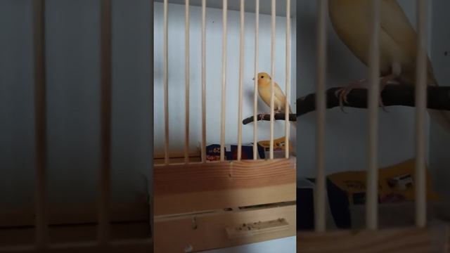 Разведение канареек: немного о конкуренции и популярных окрасах птиц