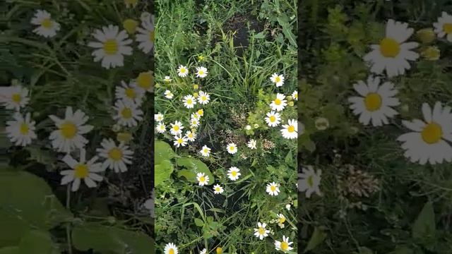 Ромашки #мкрсветлый #екатеринбург смотреть онлайн