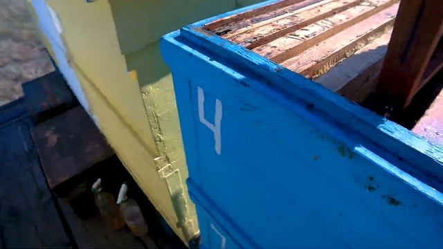 Сколько мёда пчёлы могут набрать за 7 дней. смотреть онлайн