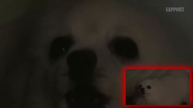 RIP GABE THE DOG смотреть онлайн