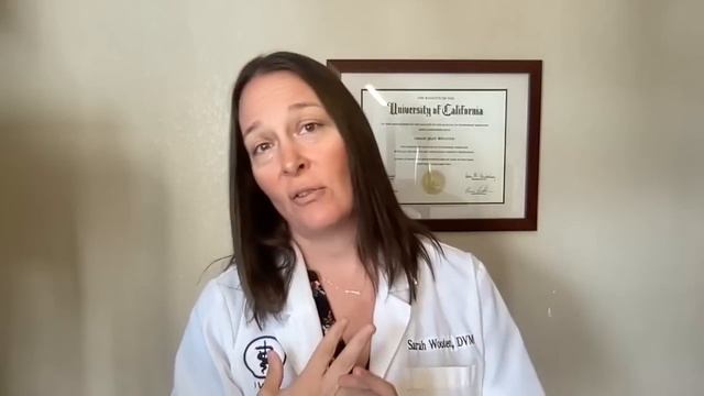 Is Raw Cat Food Safe For Cats? (A Vet's Perspective) смотреть онлайн