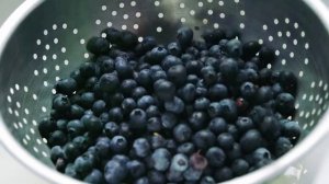 Как растет Черника | интересно знать | blueberries