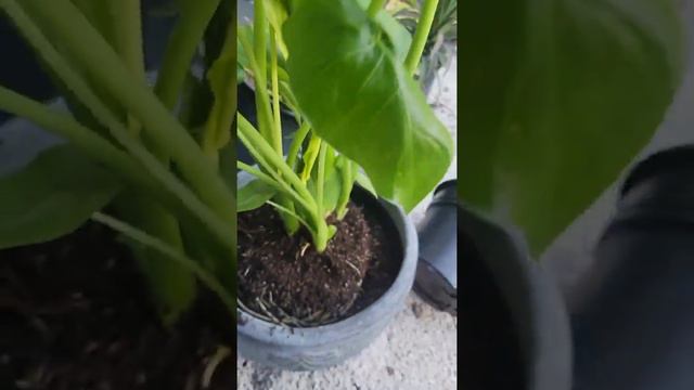 Harvesting Alocasia Calidora Elephant Ear Plant seeds @tsnorthwesttropicals4078 смотреть онлайн