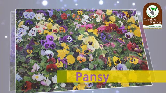 10 Best Winter Flowers For Indian Weather