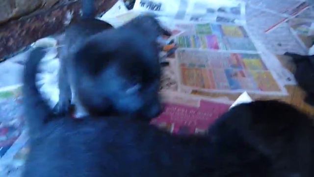 Щенки 08.05.2012г смотреть онлайн