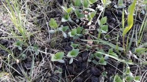 Боярышник из семян. Crataegus from seeds