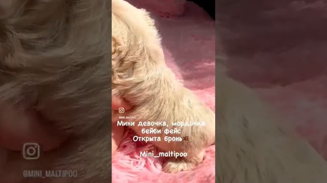 Настоящие мальтипу, открыта бронь💥 смотреть онлайн