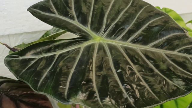 АЛОКАЗИИ ✅ ОБЗОР моих СОРТОВ