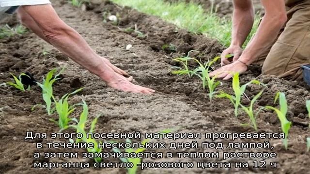 Кукуруза: посадка и уход в открытом грунте