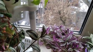 Традесканция компактные карликовые сорта.