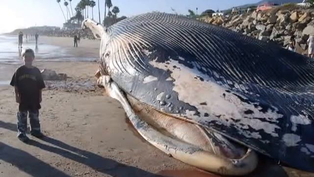 Самые большие животные в мире!!! смотреть онлайн