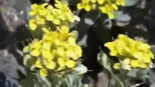 Буготакские сопки Памятник природы Новосибирской области смотреть онлайн