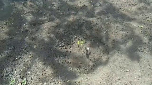 Открывание винограда после зимы смотреть онлайн