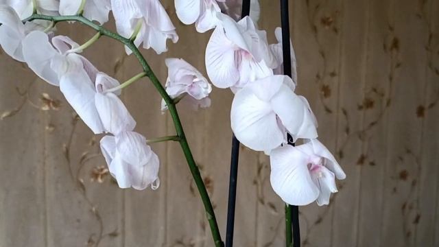 ?Уценочка из ОМА смотреть онлайн
