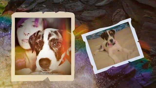 Fable I made this for my Daughter when her Dog Fable passed away in June 2023. - Pix Media смотреть онлайн
