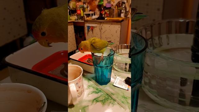 Aрчи и коктейльная трубочка) смотреть онлайн