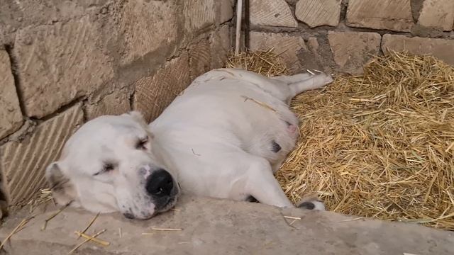 родилка для Алабайши!!! Умка в ожидании Чуда! алабай - туркменский волкодав. смотреть онлайн