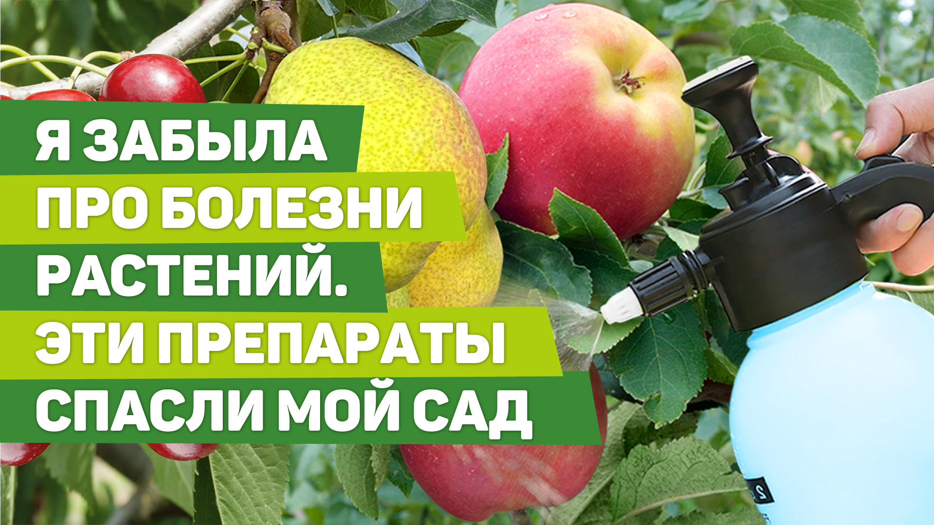 ЧЕМ ОБРАБАТЫВАТЬ ДЕРЕВЬЯ И КУСТАРНИКИ В САДУ. Надежные препараты у меня всегда под рукой смотреть онлайн