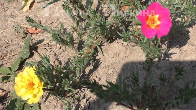 #Портулак - цветы 12 августа 2016 г. смотреть онлайн