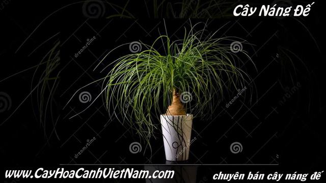 Giống cây náng đế смотреть онлайн