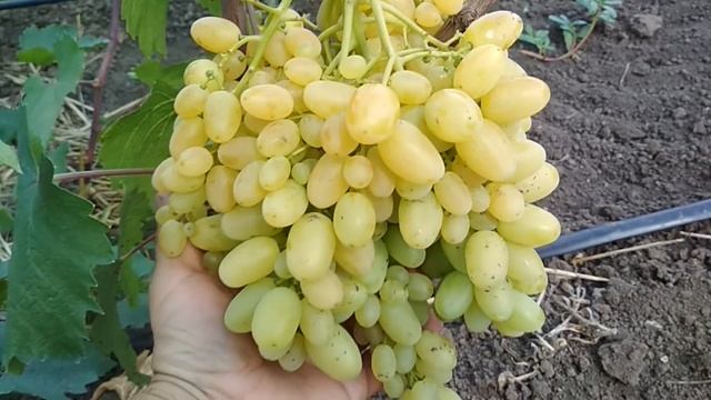 Кишмиши - Афродита,Гелиодор,Осенний королевский,Лучистый (2018). смотреть онлайн